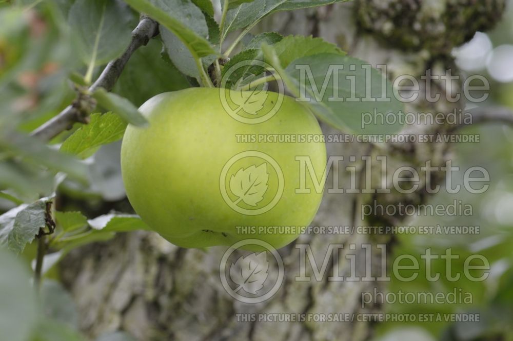 Malus Byford Wonder (Apple tree) 1 