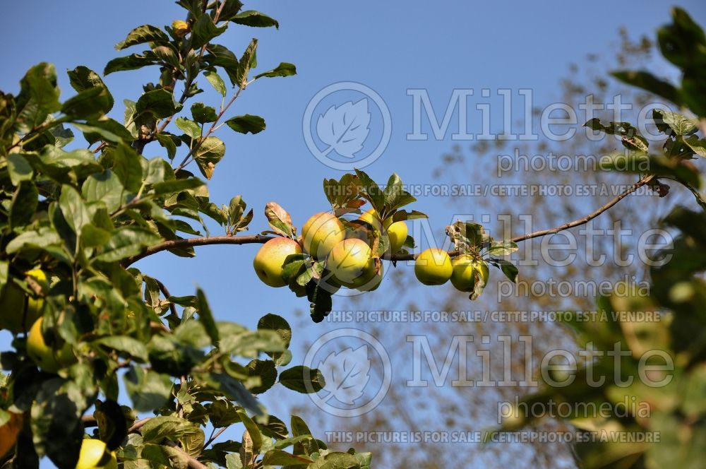 Malus Cabaret or President van Dievoet (Apple tree) 1 