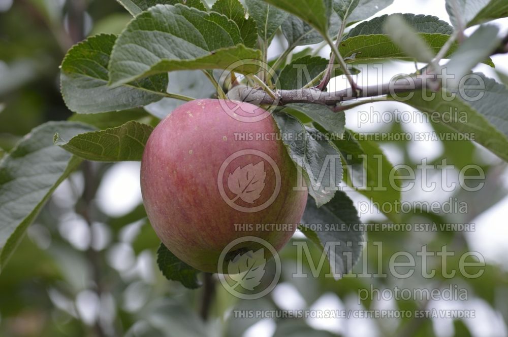 Malus Captain Kidd (Apple tree) 1