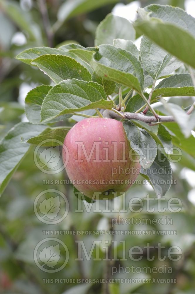 Malus Captain Kidd (Apple tree) 2