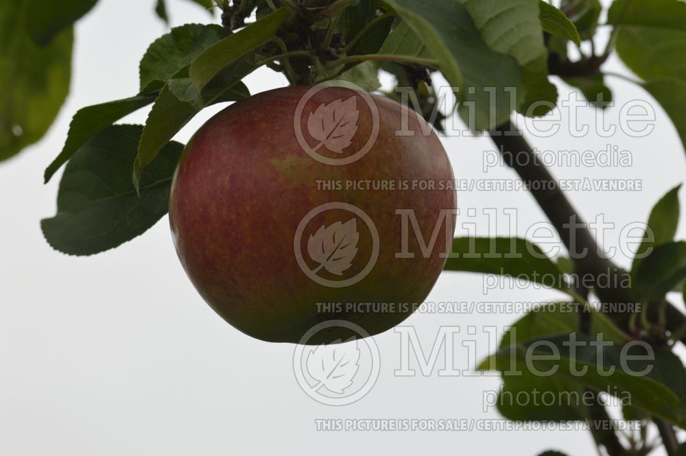 Malus Charles Ross (Apple tree) 2 