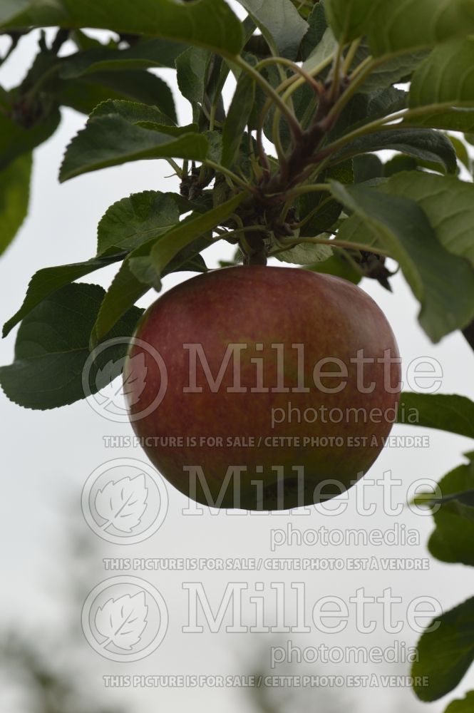Malus Charles Ross (Apple tree) 3 
