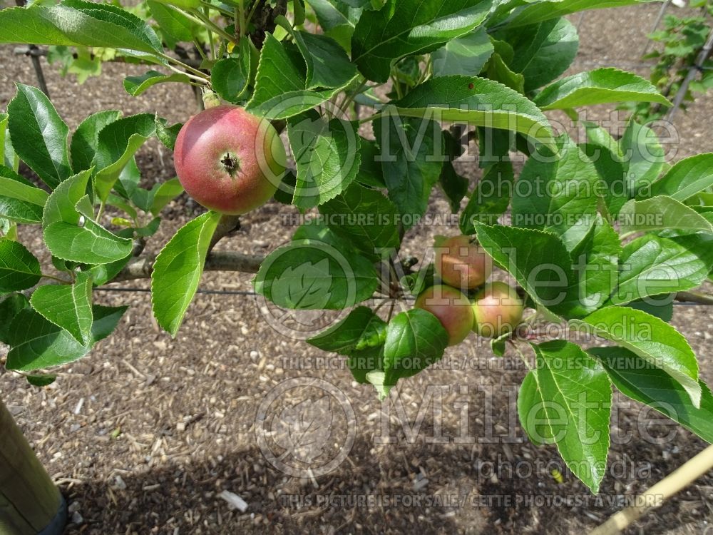 Malus Charles Ross (Apple tree) 1 