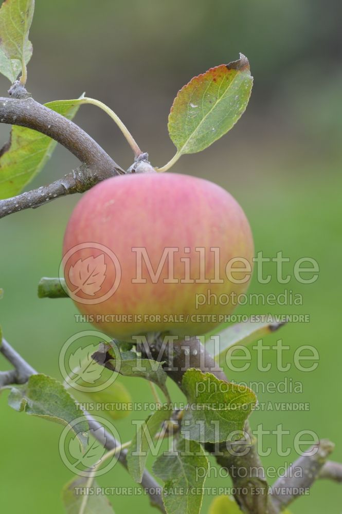 Malus Christmas Pippin (Apple tree fruit) 2 