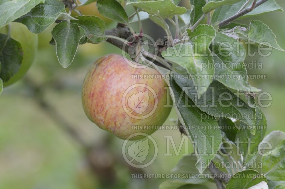 Malus Crawley Beauty (Apple tree) 1 