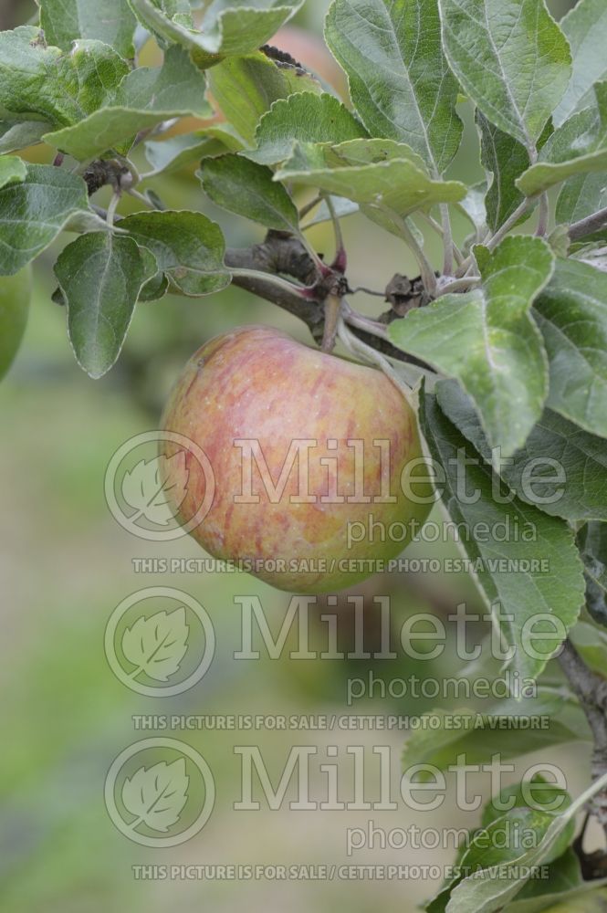 Malus Crawley Beauty (Apple tree) 2 