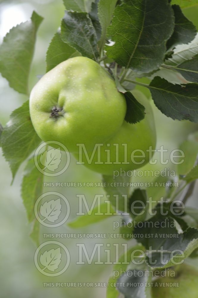 Malus Crimson Bramley (Apple tree fruit pomme) 2 