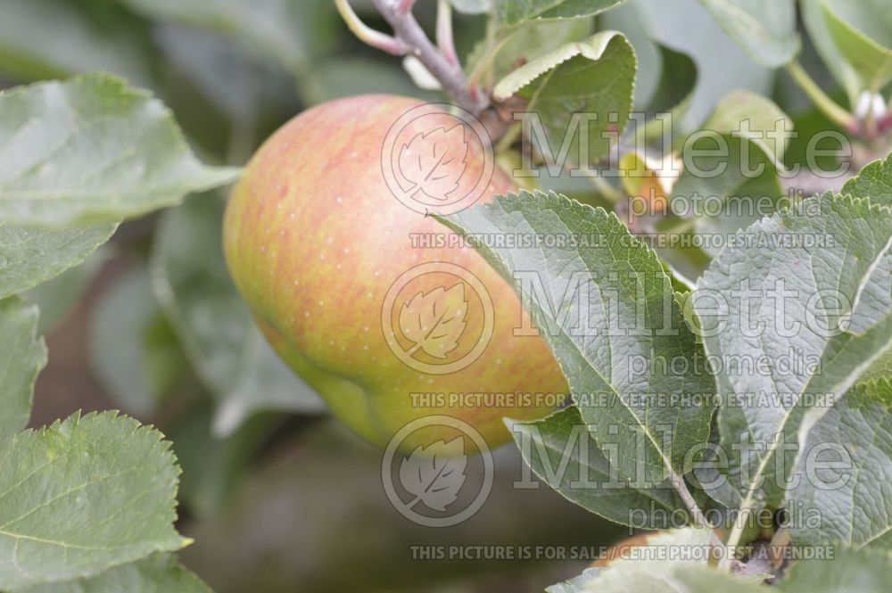 Malus Crimson Bramley (Apple tree fruit pomme) 3 