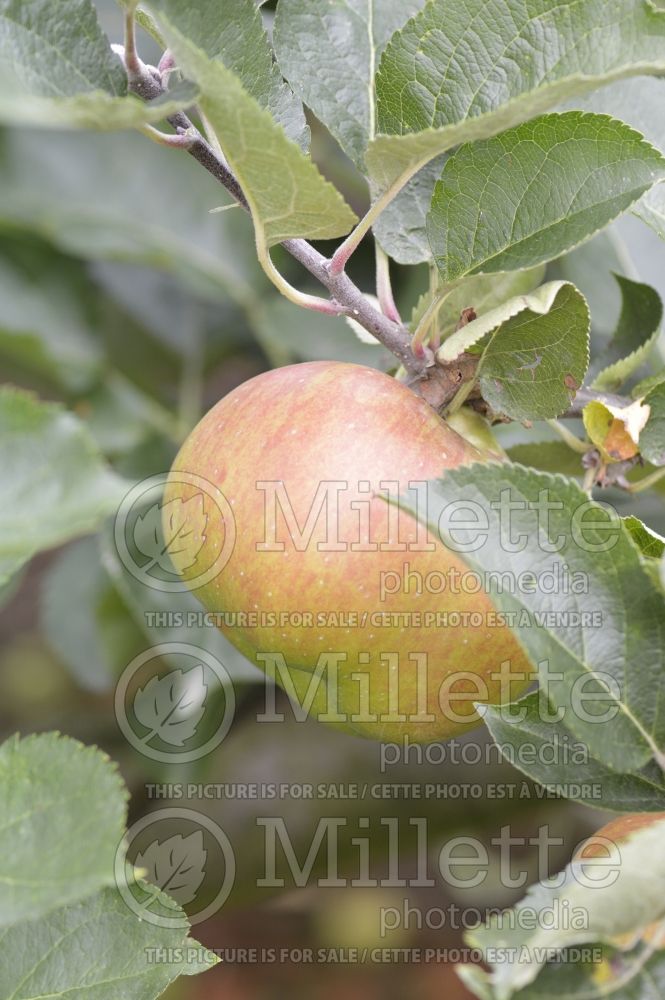 Malus Crimson Bramley (Apple tree fruit pomme) 4 