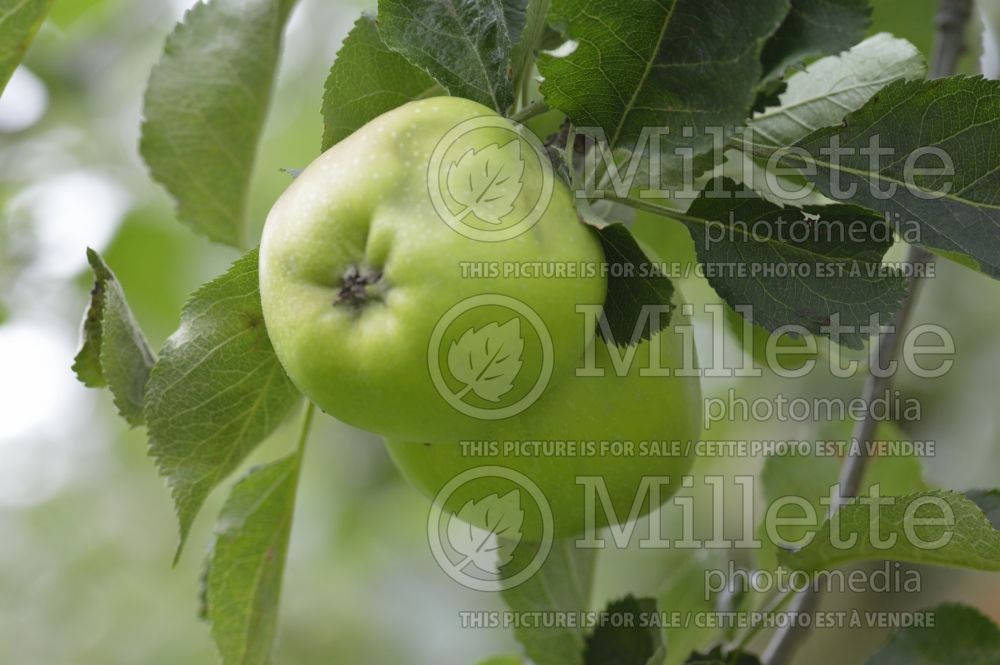 Malus Crimson Bramley (Apple tree fruit pomme) 1 
