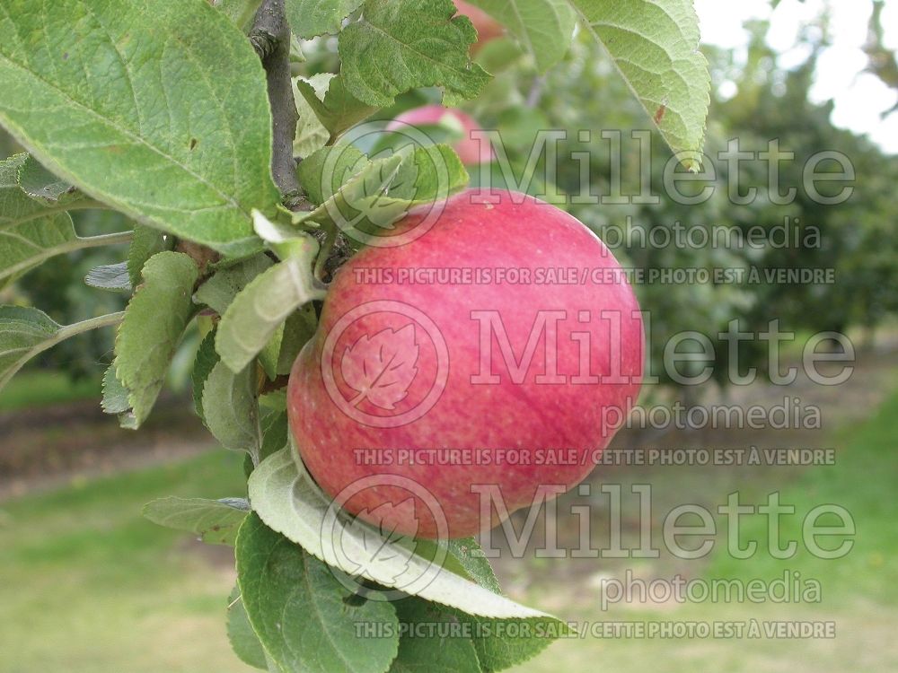 Malus Dabinett (Apple tree fruit pomme) 1 