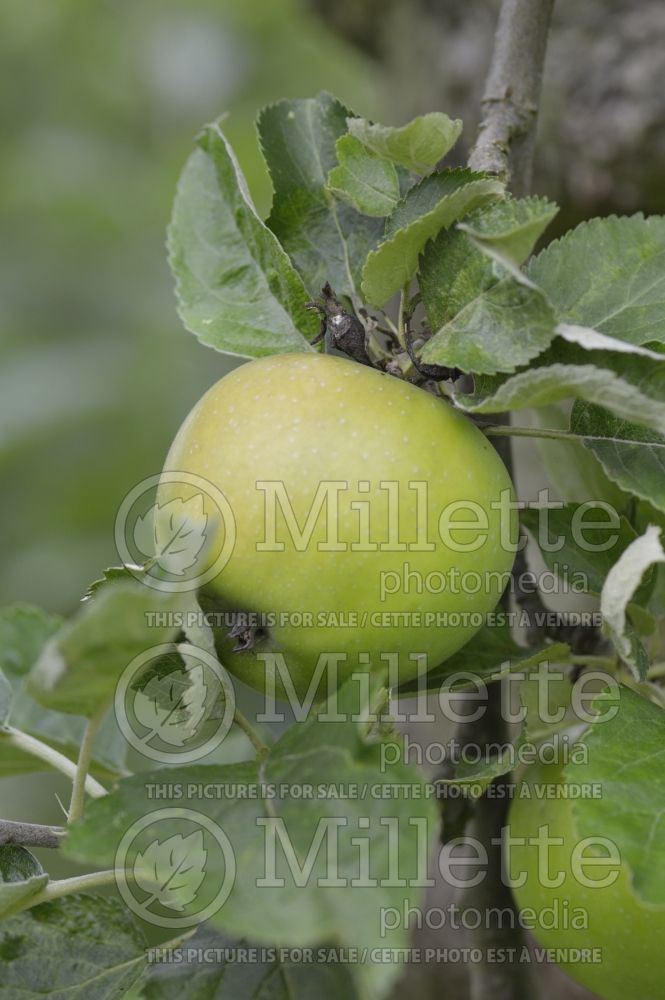 Malus Diamond Jubilee (Apple tree) 1