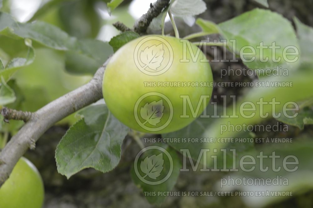 Malus Diamond Jubilee (Apple tree) 2