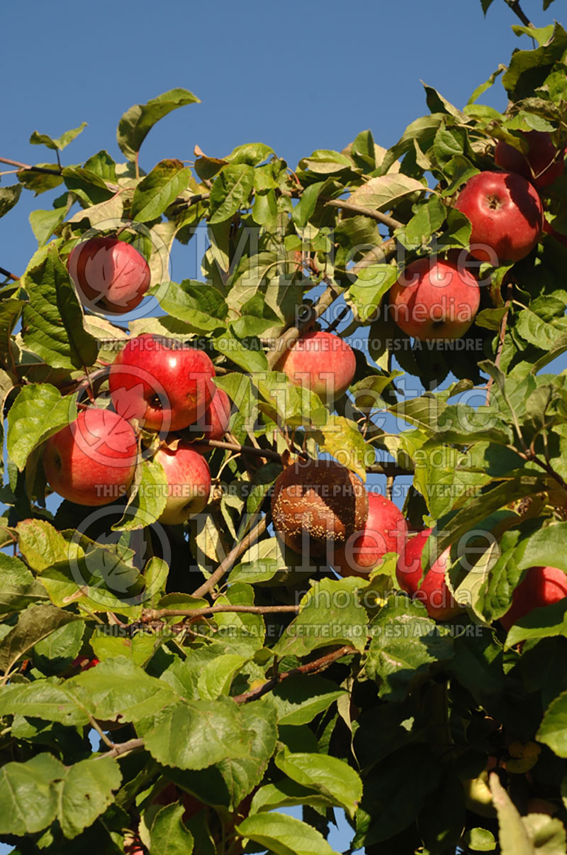 Malus Elstar (Apple tree) 3 