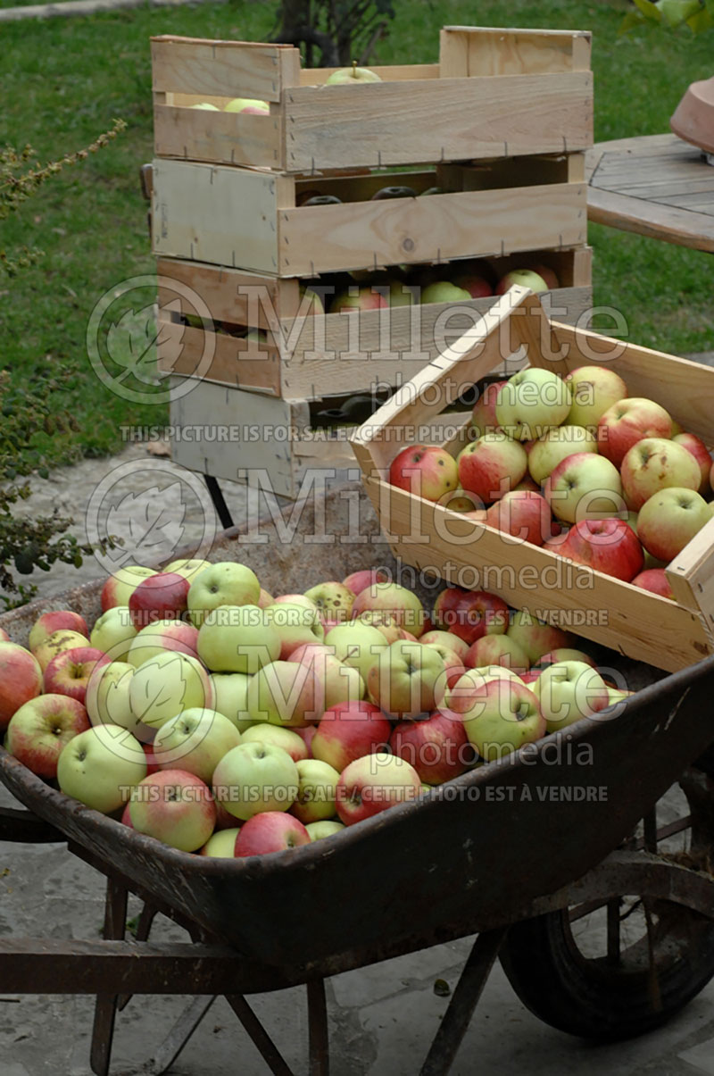 Malus Elstar (Apple tree) 5 