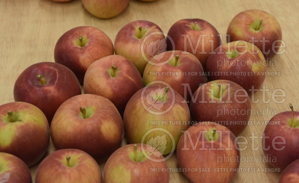 Malus Empire (Apple tree fruit) 5 