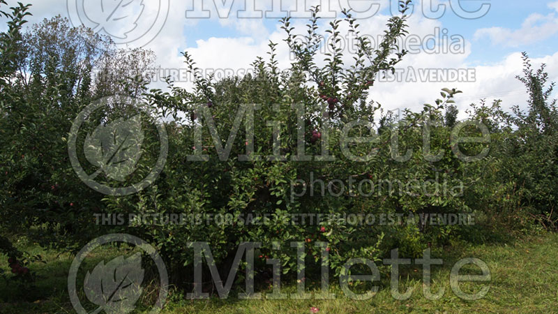 Malus Empire (Apple tree) 1 