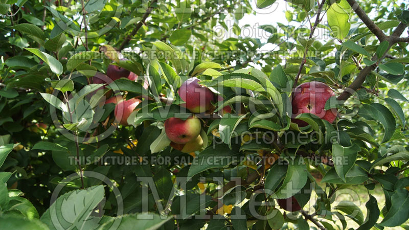 Malus Empire (Apple tree) 2 