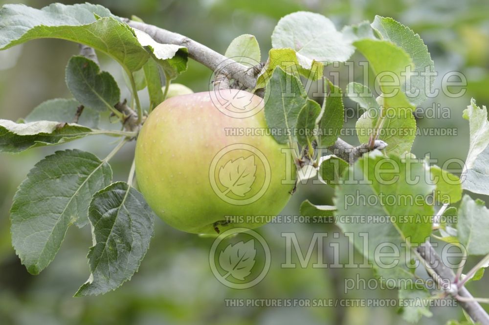 Malus Encore (Apple tree) 1
