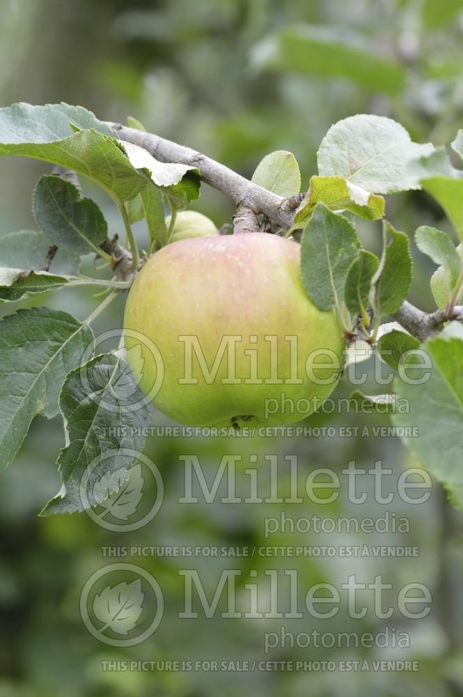 Malus Encore (Apple tree) 2