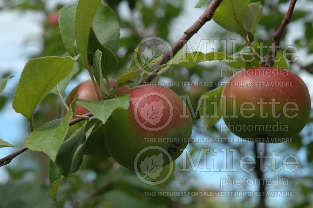 Malus Fameuse (Apple tree  -pomme) 1 
