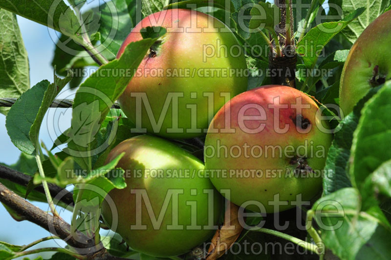 Malus Fiesta (Apple tree) 1 