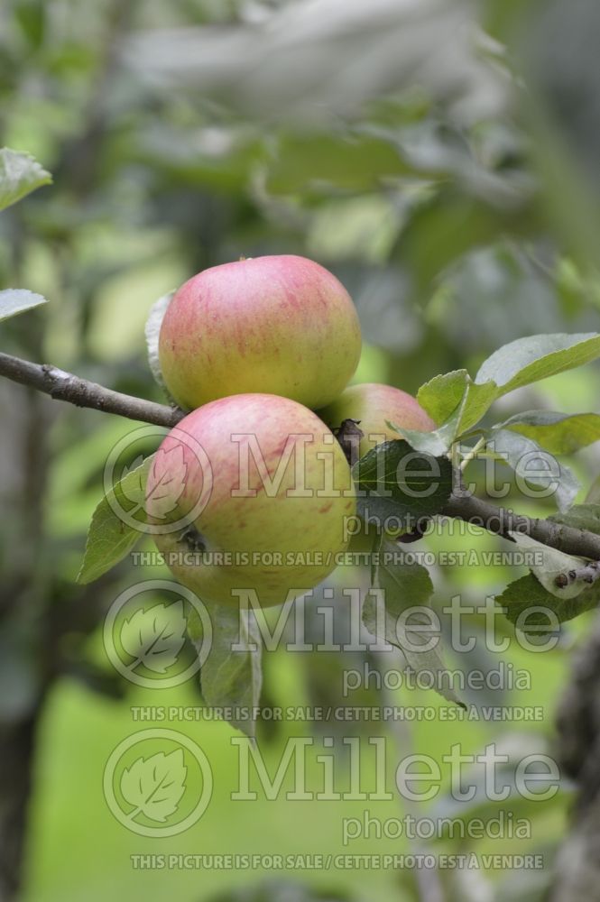Malus Forge (Apple tree) 1
