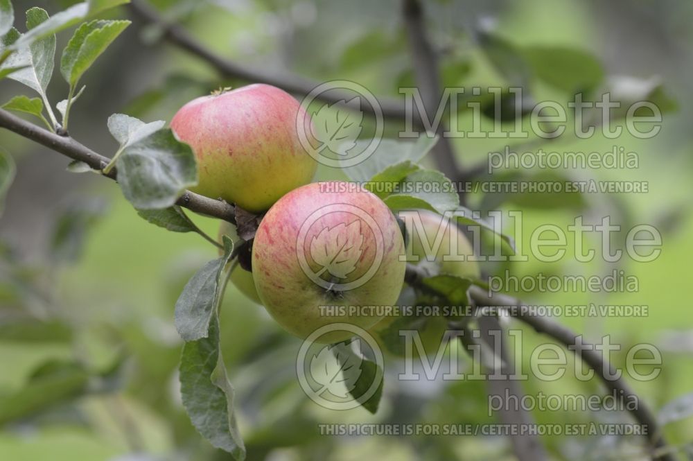 Malus Forge (Apple tree) 2