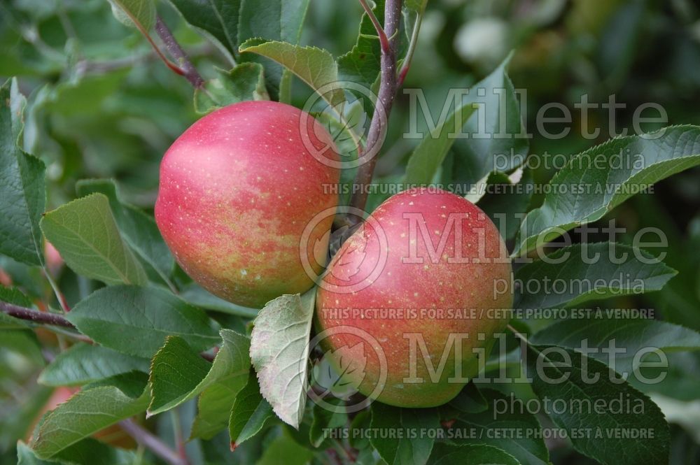 Malus Fuji (Apple tree) 1 