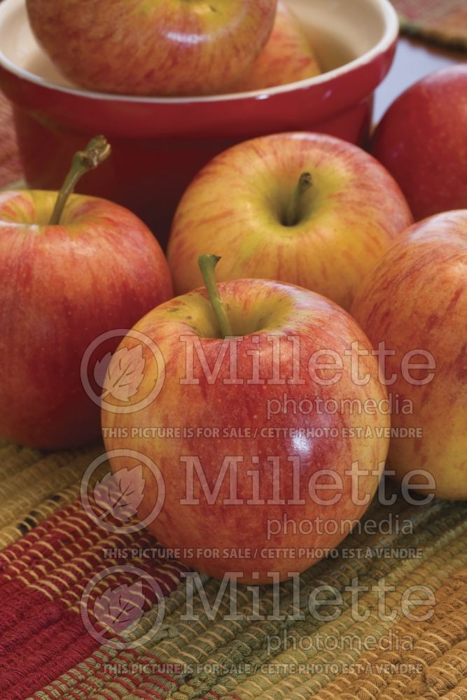 Malus Gala (Apple tree fruit - pomme) 4