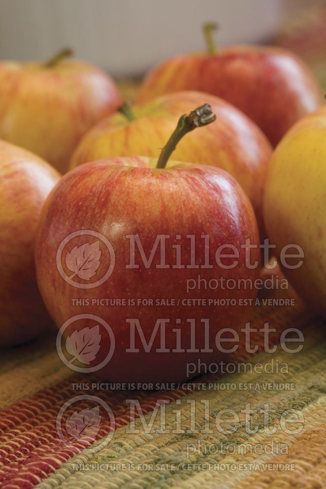Malus Gala (Apple tree fruit - pomme) 3