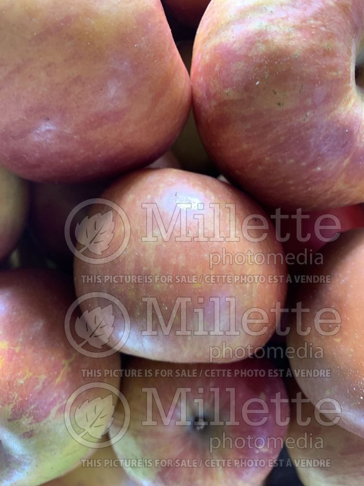 Malus Gala (Apple tree fruit - pomme) 6