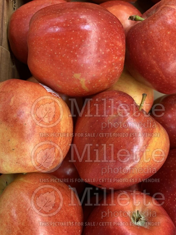 Malus Gala (Apple tree fruit - pomme) 7