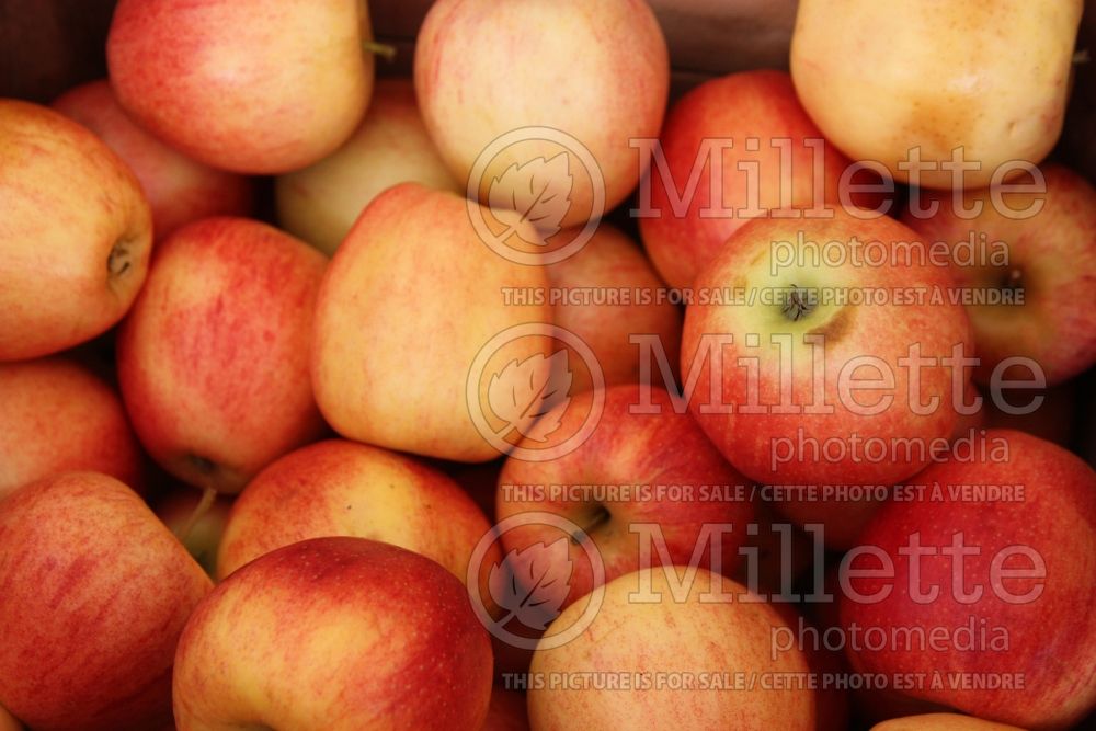 Malus Gala (Apple tree fruit - pomme) 8
