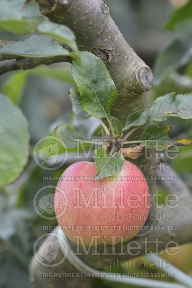 Malus Gala (Apple tree fruit - pomme) 9