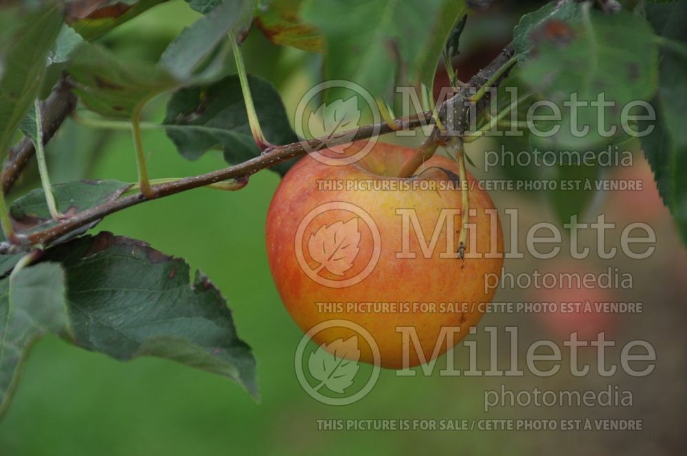 Malus Gala (Apple tree fruit - pomme) 2