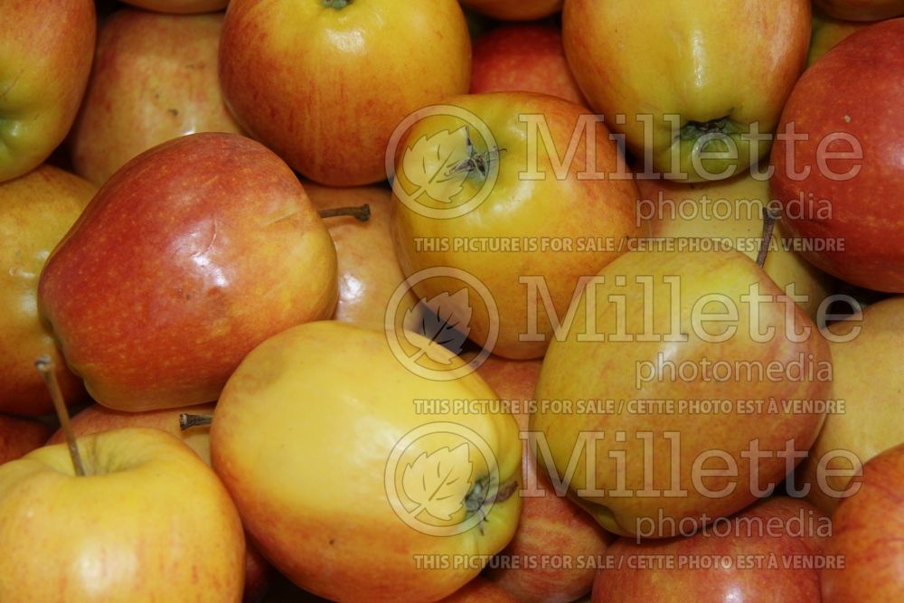 Malus Gala (Apple tree fruit - pomme) 10