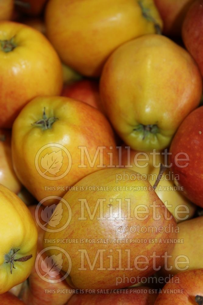 Malus Gala (Apple tree fruit - pomme) 11
