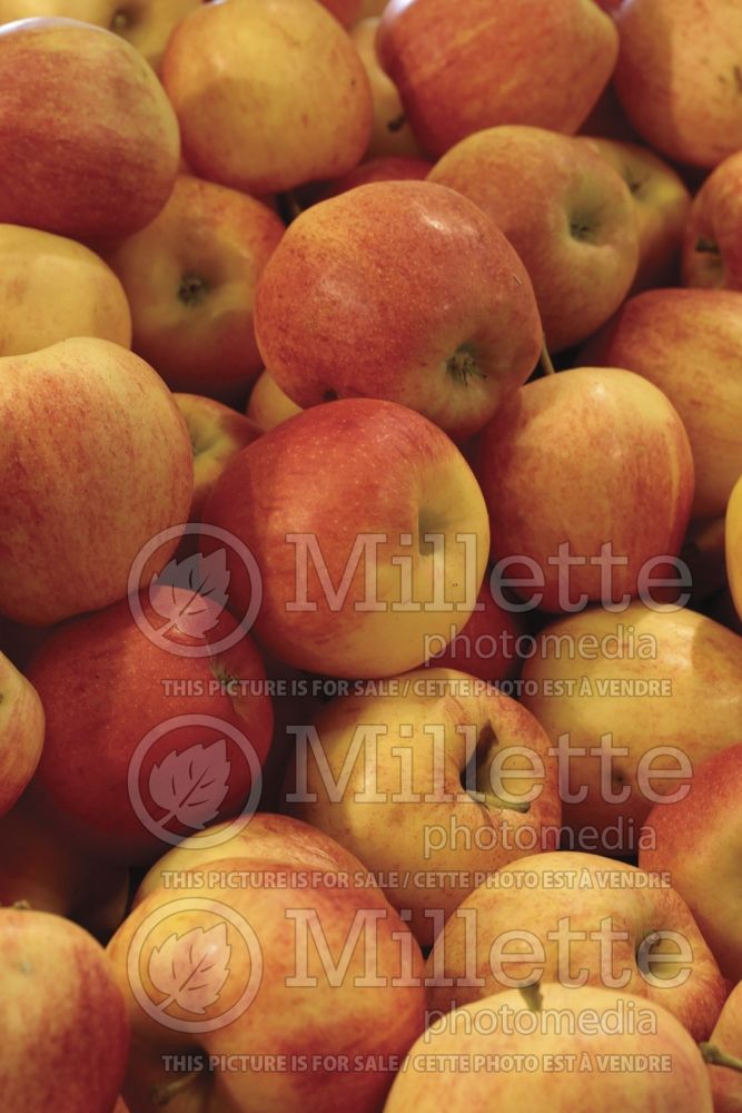 Malus Gala (Apple tree fruit - pomme) 5