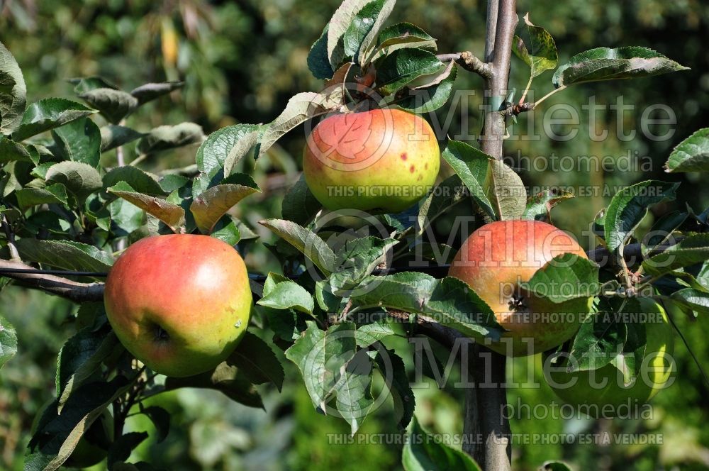 Malus domestica Godivert (Apple tree) 1 