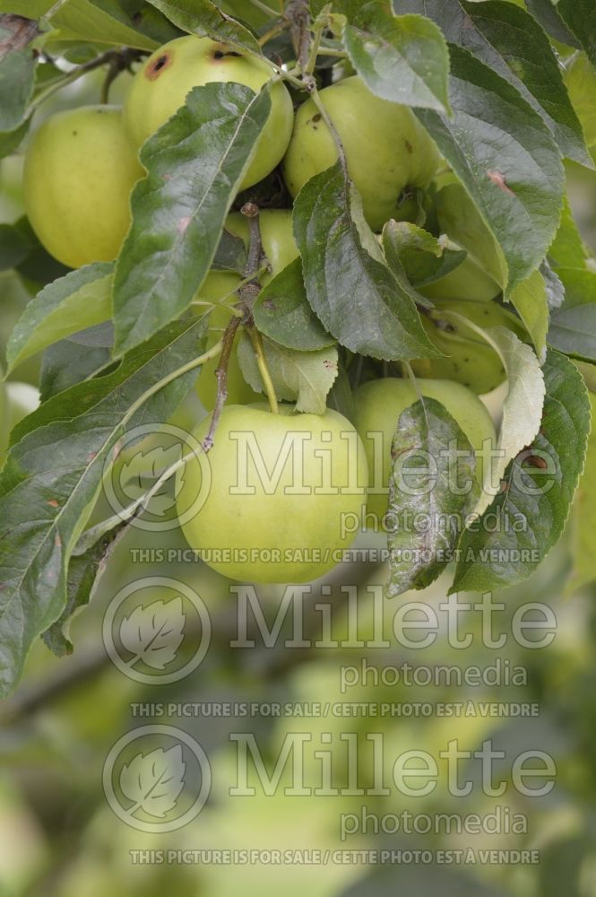 Malus Golden Delicious (Apple tree) 3