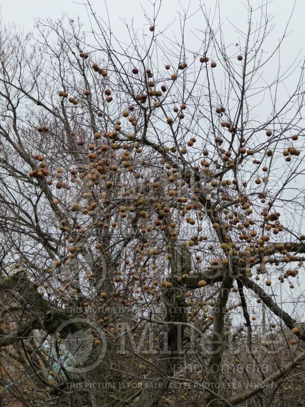 Malus Golden Russet (Apple) 5 