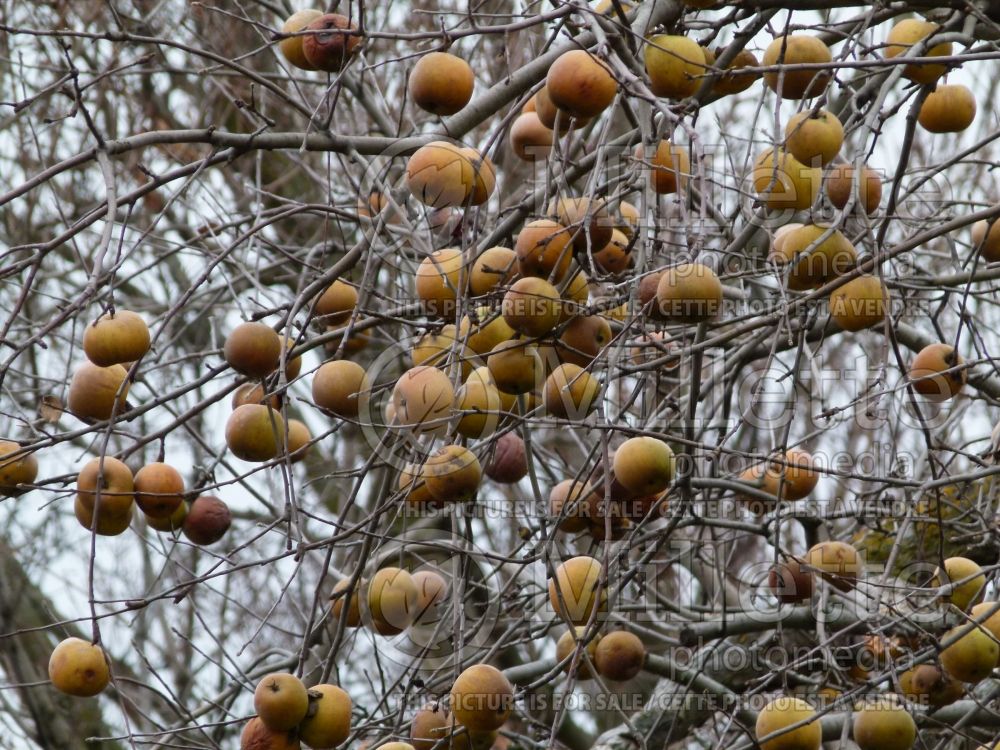 Malus Golden Russet (Apple) 4 