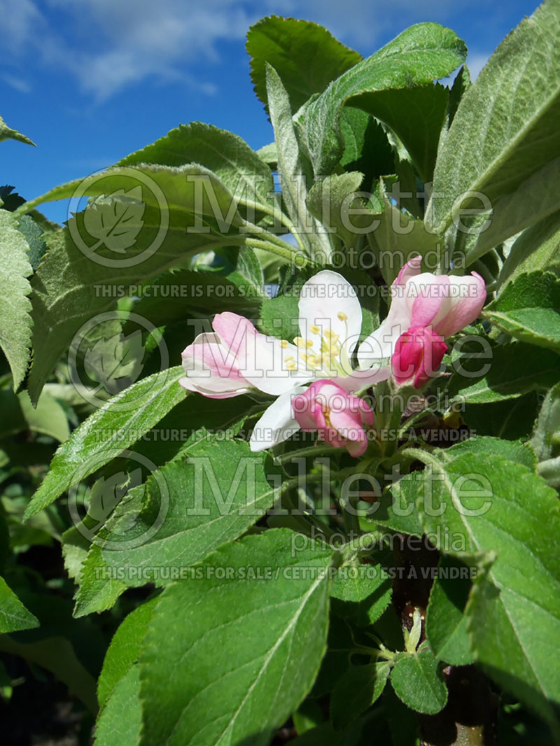 Malus Golden Treat  (Apple tree) 2 