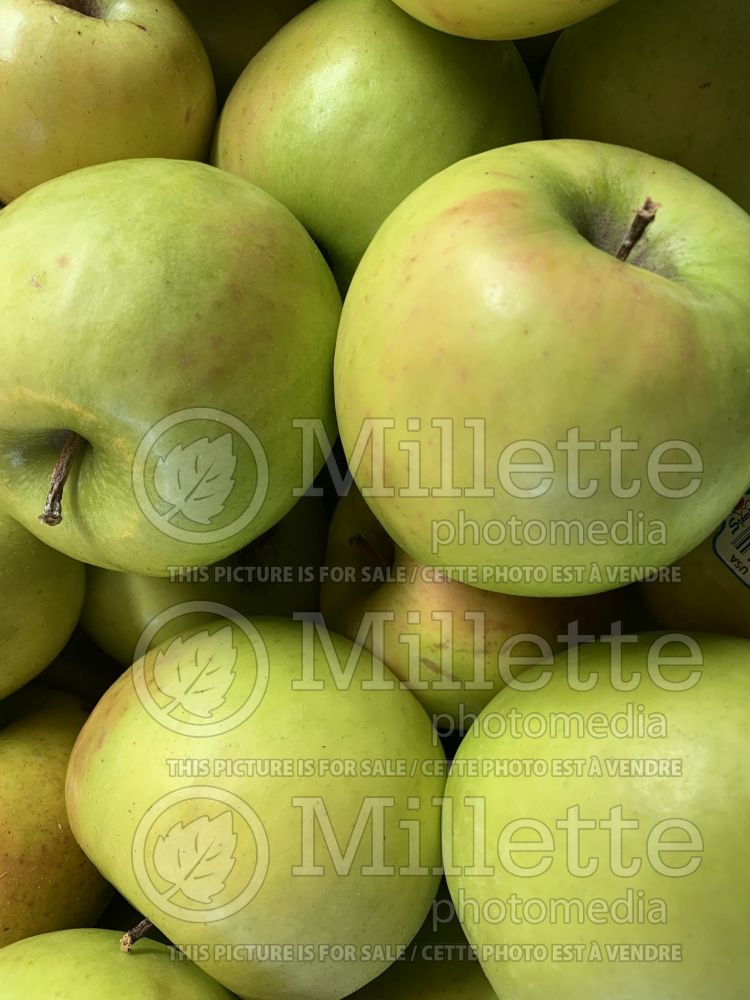 Malus Granny Smith (Apple tree) 3
