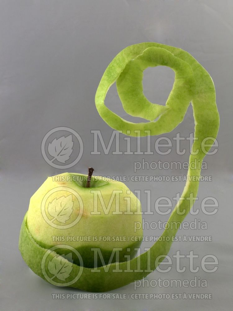 Malus Granny Smith (Apple tree) 1