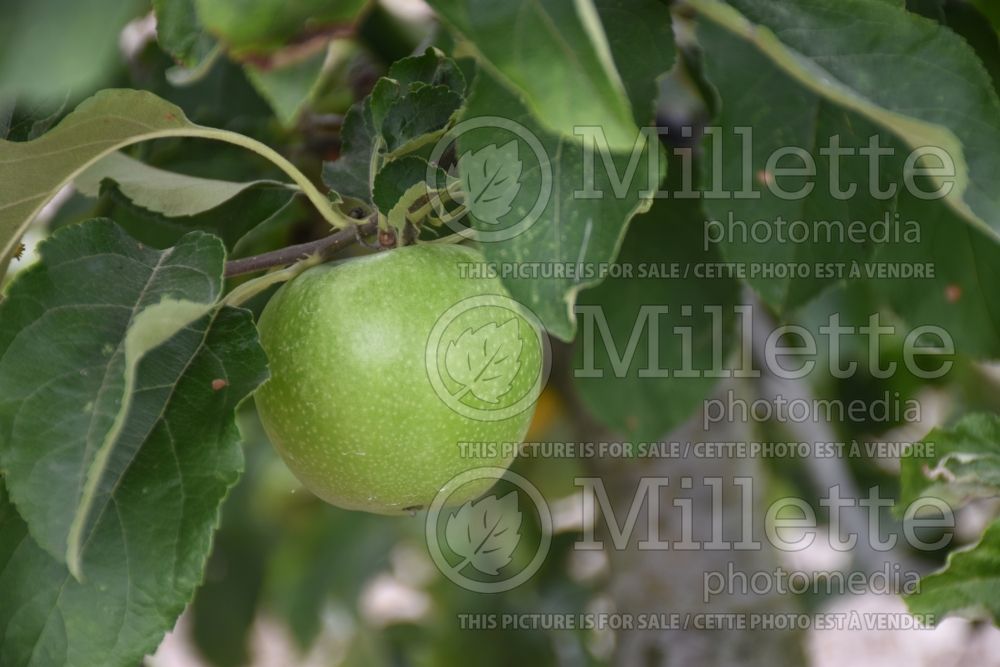 Malus Granny Smith (Apple tree) 6