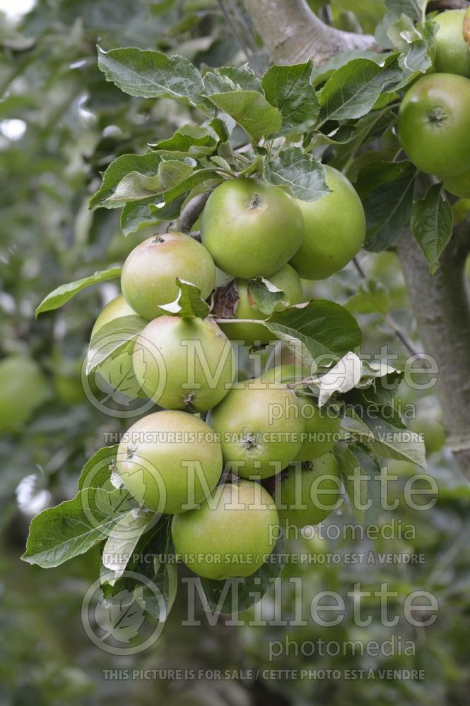 Malus Green Harvey (Apple tree) 1
