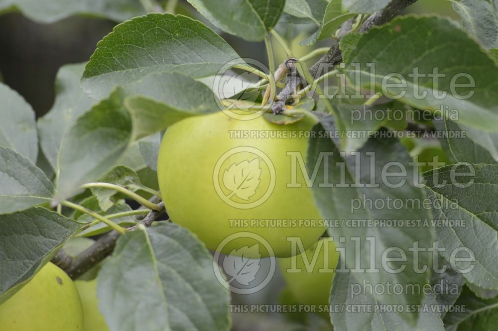 Malus Greensleeves (Apple tree) 2 