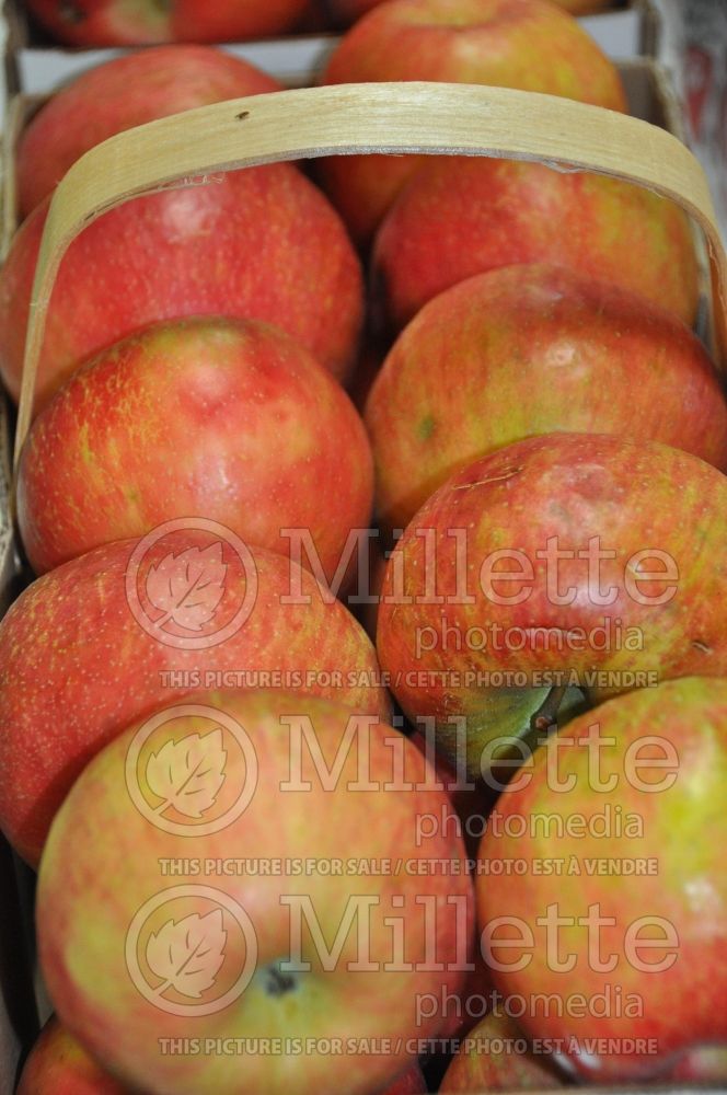 Malus Honeycrisp (Apple) 7 